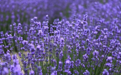More About Lovely Lavender