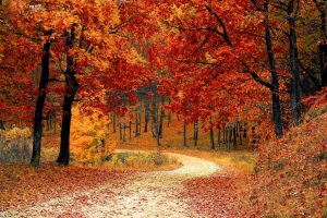 A winding lane through red and orange autumnal trees