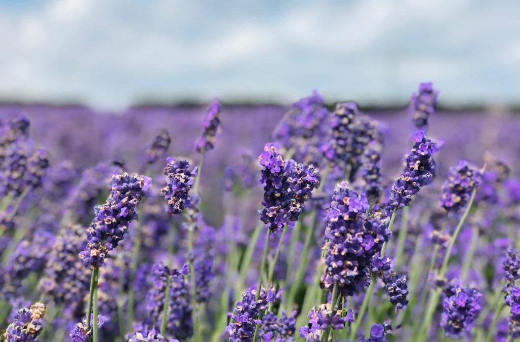 The Benefits of Lavender