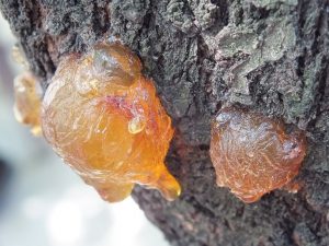 Amber resin seeping from tree bark