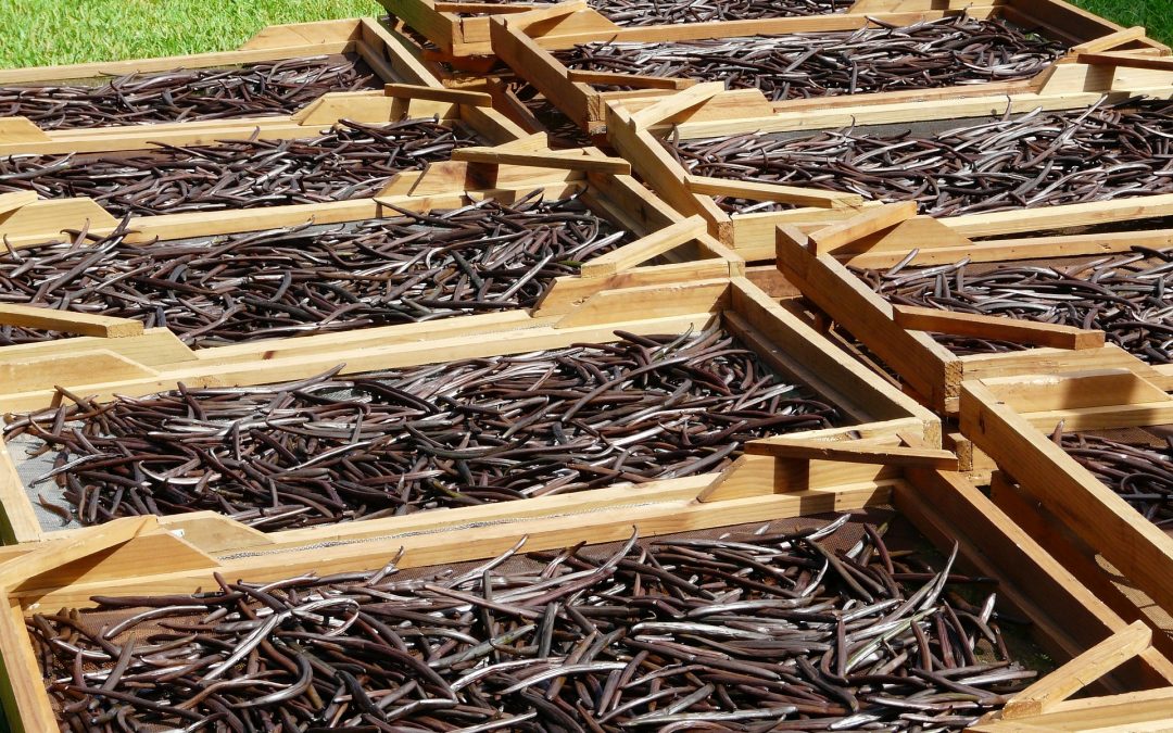 Vanilla pods in crates drying in the sun