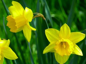Close-up of yellow daffodils against green foliage
